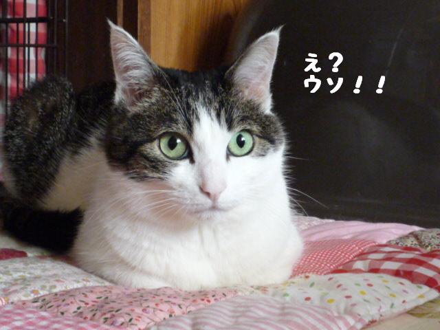 みいちゃん7歳3