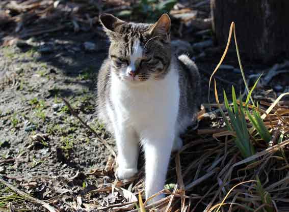 我が家のニャンコ♪2015/1/29-2