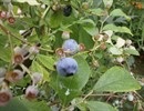 P7041514_130x100ブルーベリー.jpg