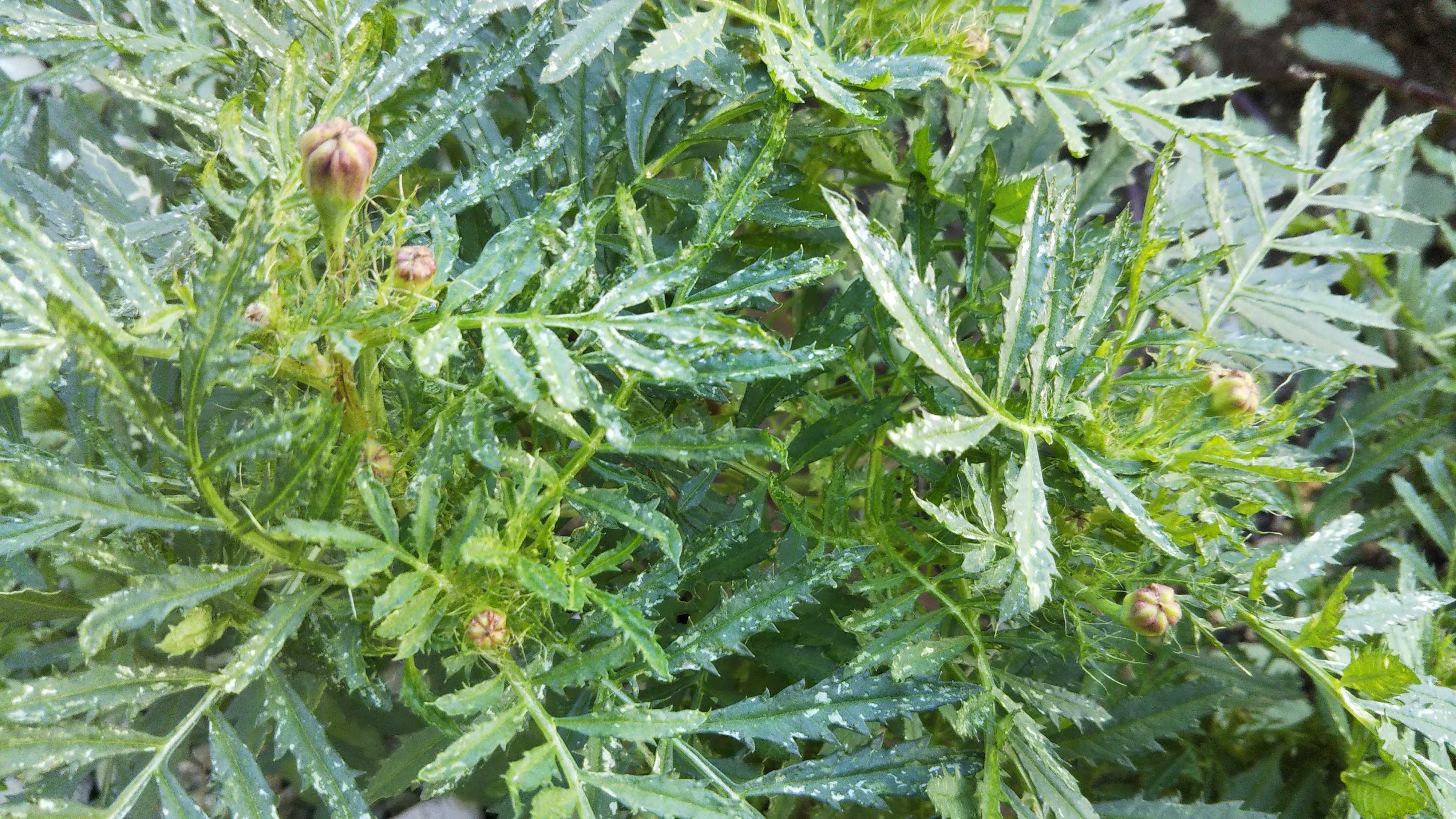 副反応特になし オリーブの収穫 シェードガーデンと猫 楽天ブログ