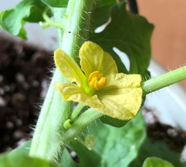 リビング栽培 小玉スイカのマリンレッドの雄花の開花と雌花の蕾 のんびりさんの日記 楽天ブログ