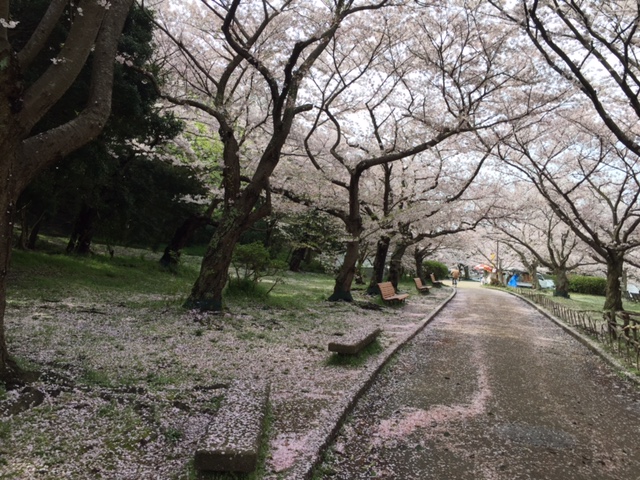 sakura2016.4.8b.jpg