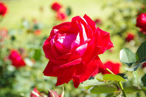 生田緑地ばら苑の秋薔薇