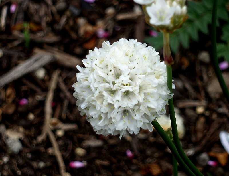 4月3日 今日の一花 アルメリア Gazengamaのブログ 散歩中に出合った花と趣味の陶芸作品 楽天ブログ