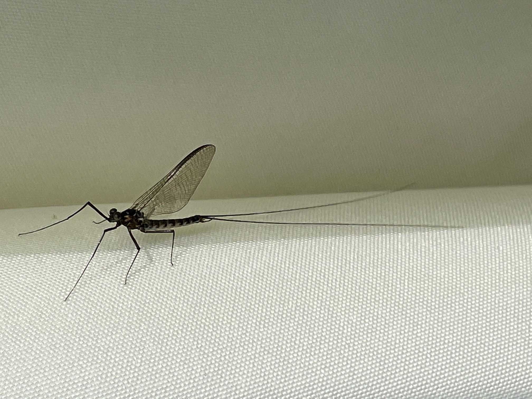 かげろう 暮らしを楽しむ ｄeux 楽天ブログ