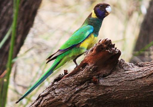 Ringneck Parrot.jpg