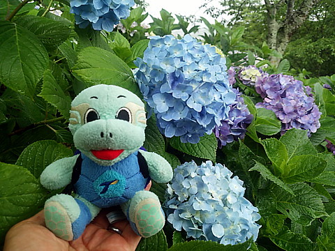 IMG_20160604_161607.jpg