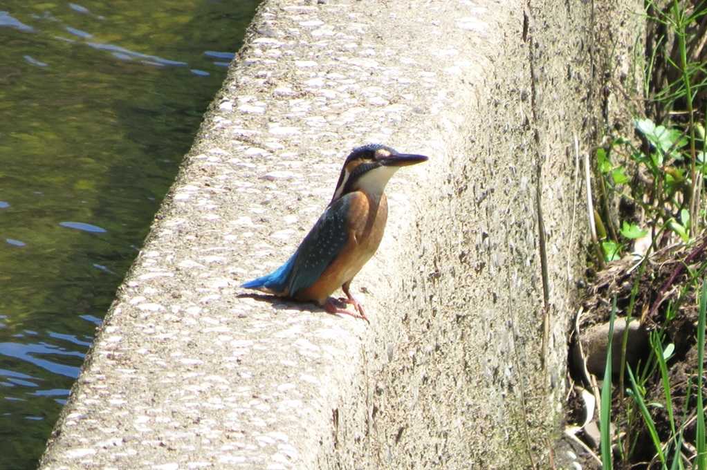 515