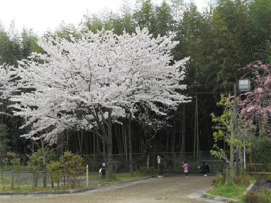 2016-4　嵯峨野・桜と竹林.jpg