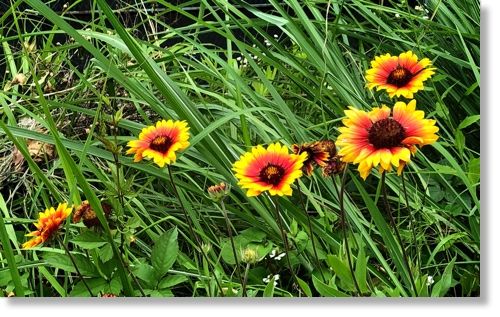 ハルシャギク ビタミンカラーの花たち 末摘む花の雑記帳 楽天ブログ