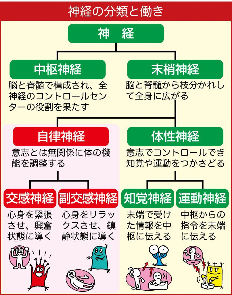 緊張して口が乾くのは交感神経刺激により副交感神経が抑制され唾液の分泌がへるから 消化器機能も低下 テヘペロ父ちゃんの 人生をとことん楽しむ 楽天ブログ