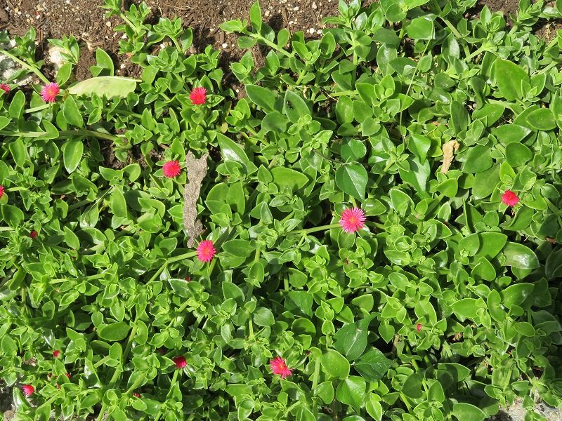 5月28日 5月の花 その10 Gazengamaのブログ 散歩中に出合った花と趣味の陶芸作品 楽天ブログ