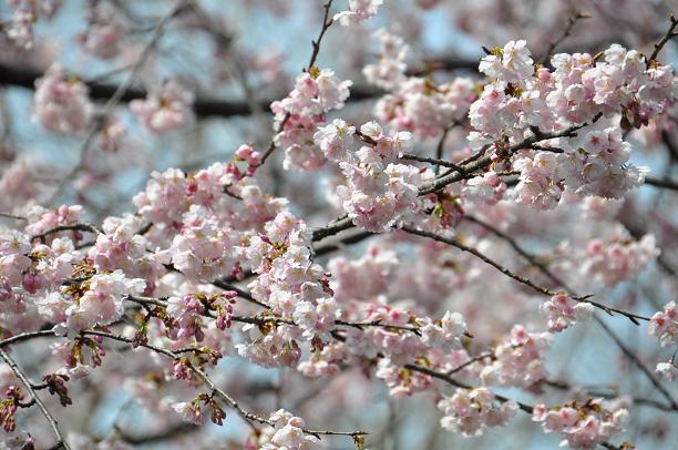 河津桜