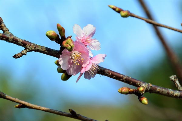 河津桜