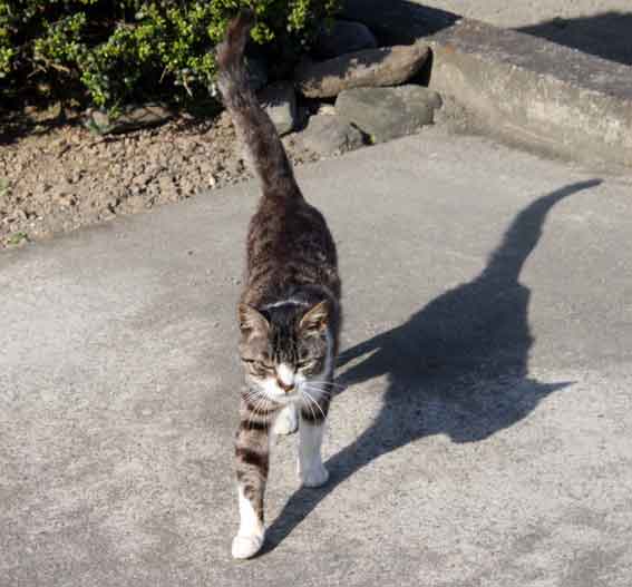 我が家のニャンコ♪2013/5/13-3