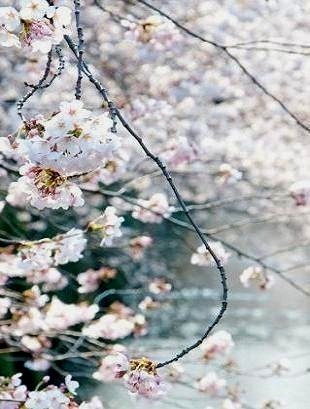 美しい桜