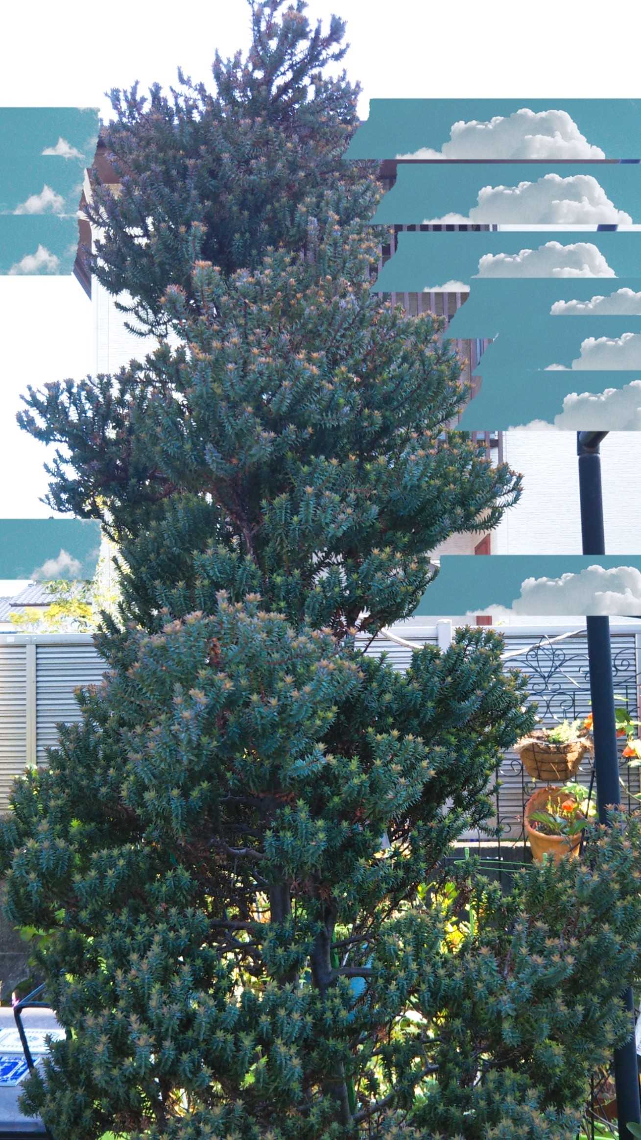 我が家のコニファーさん達 Sana Niwa 楽天ブログ