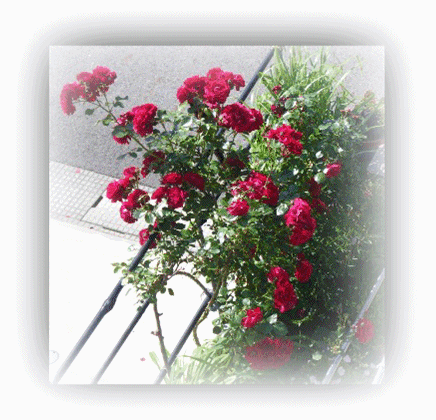 薔薇
