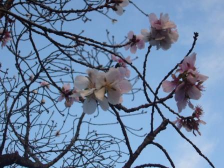 P1150622（十月桜）.jpg