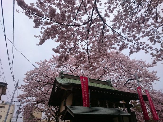 桜９.JPG