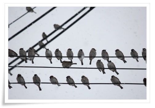 スズメの大群-4 14.2.5