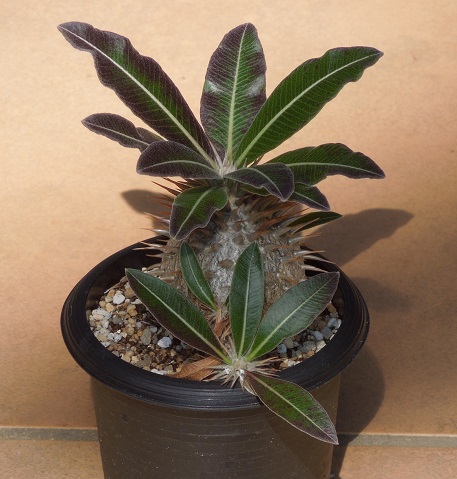 グラキリス6-11ｰ1