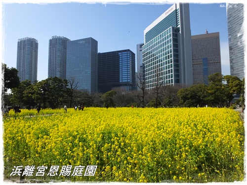 浜離宮恩賜庭園の菜の花畑