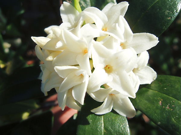 2012_沈丁花２