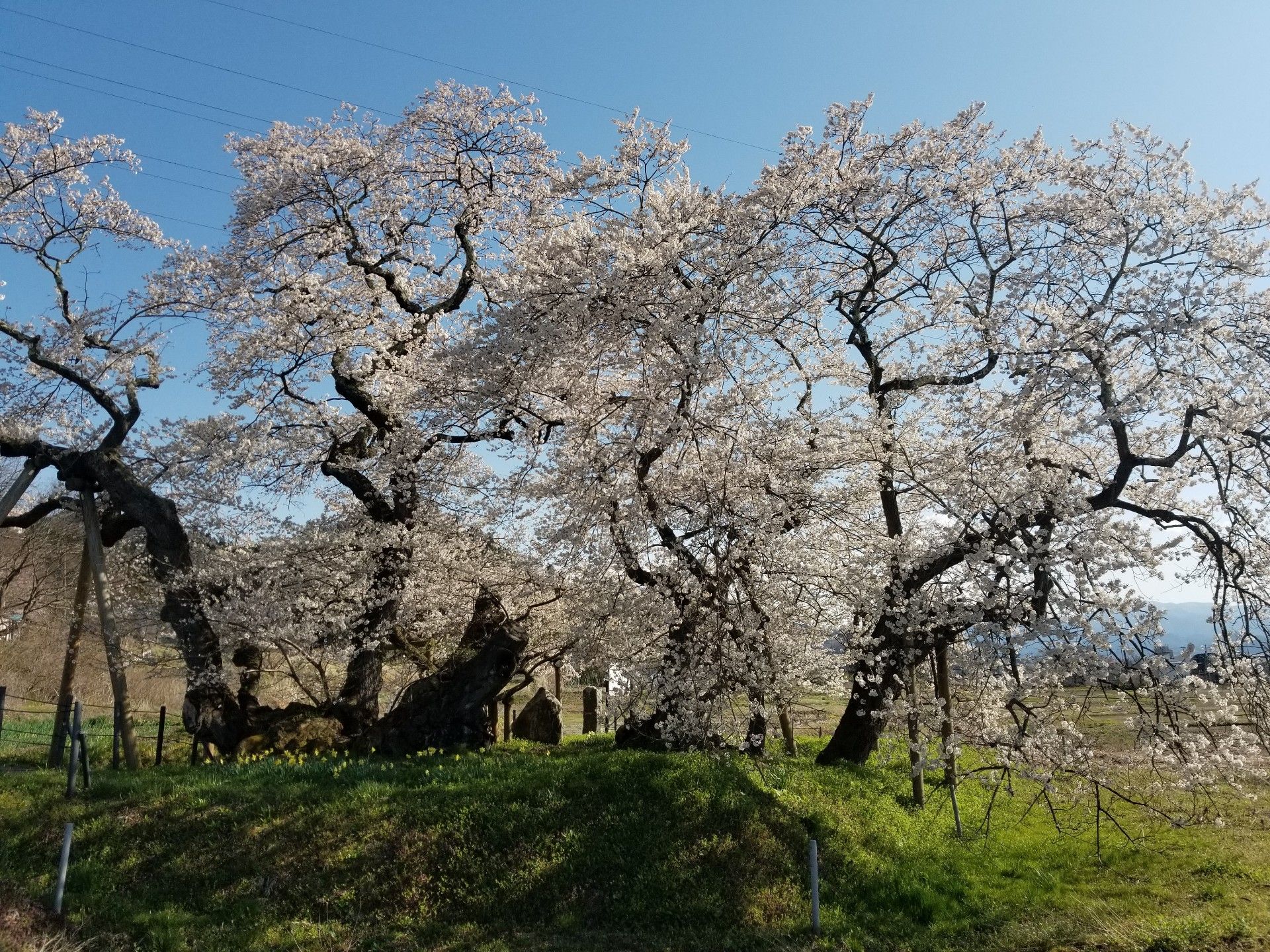 八重の桜 石部桜 会津で楽しむ 楽天ブログ