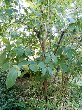 ムラサキシキブ (1).JPG