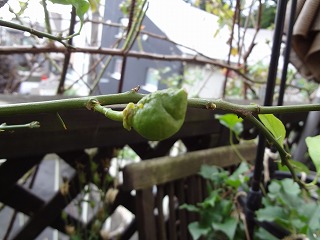 DSC01540.jpg