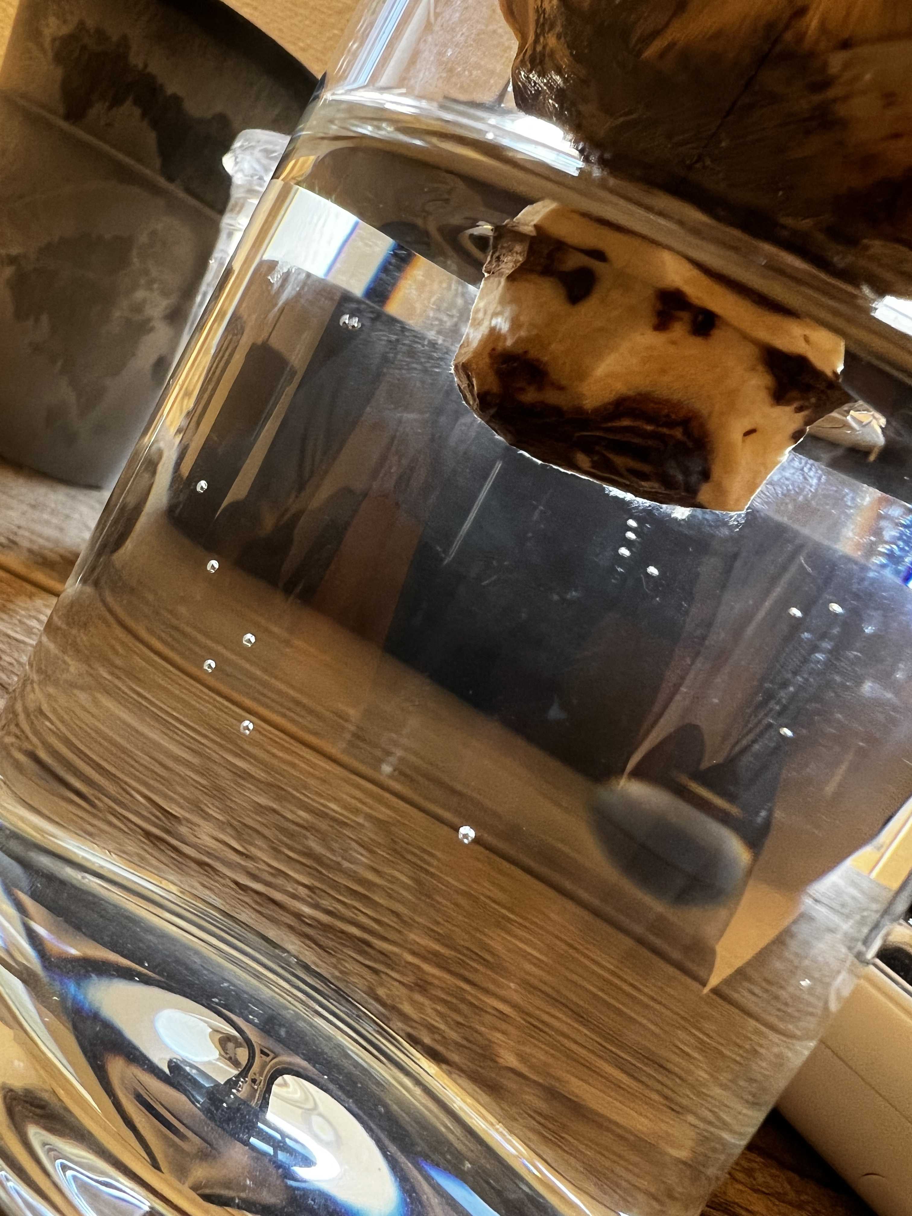 アガベ ユタエンシス エボリスピナ 発根管理③ | 植物栽培初心者の