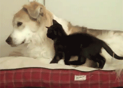 ba5a55559b870533871a9f00decc8f1a.gif