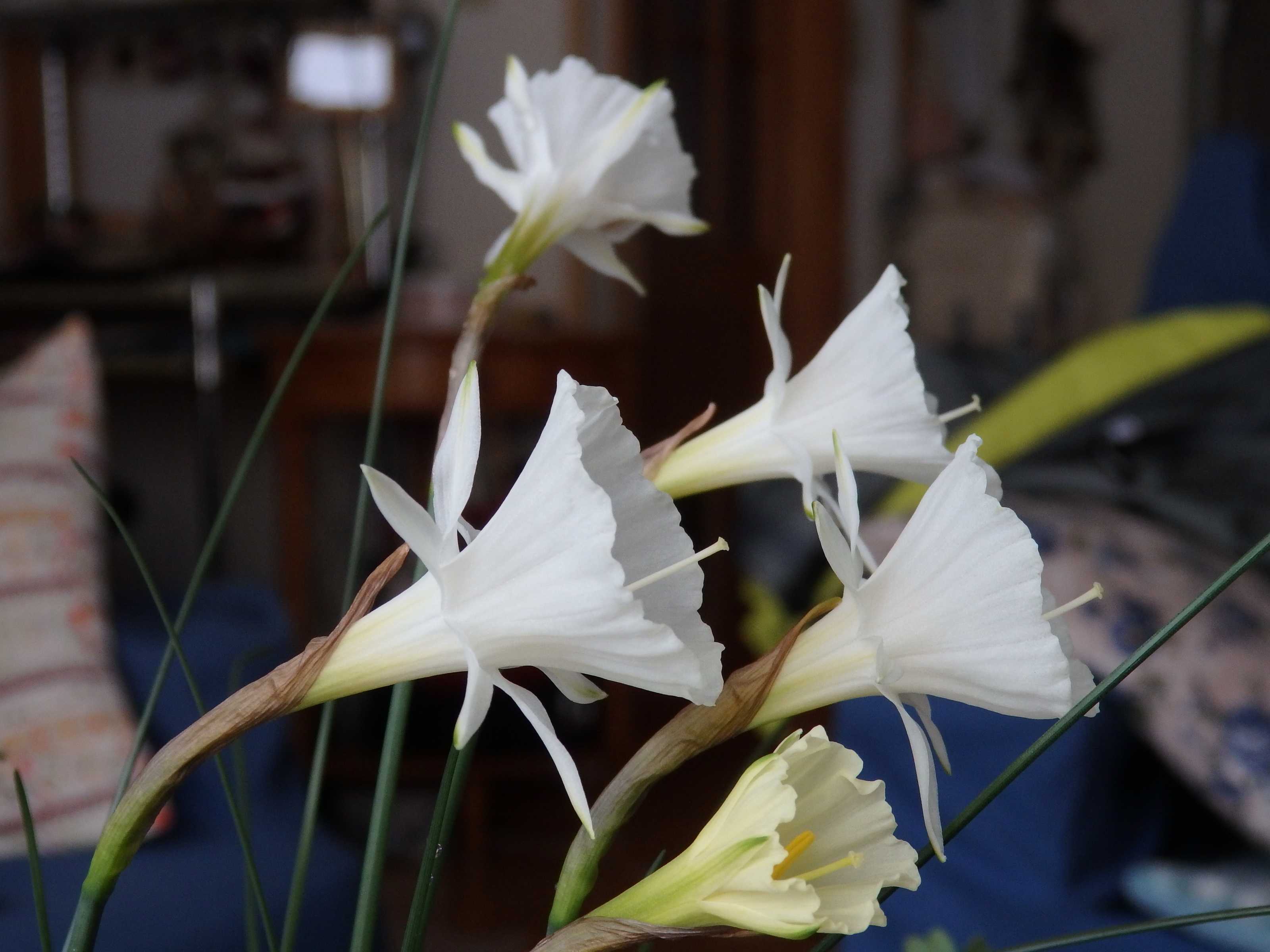 ペチコート水仙コレクション Kimi Teaの花日記 楽天ブログ