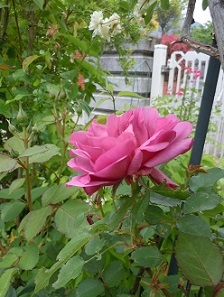 2013年5月10日　あおい.jpg