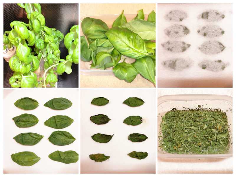 電子レンジで乾燥バジル 料理シロウトの自炊ログ 楽天ブログ
