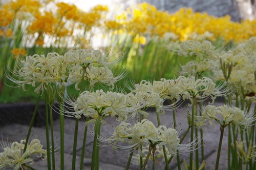 西方寺の彼岸花