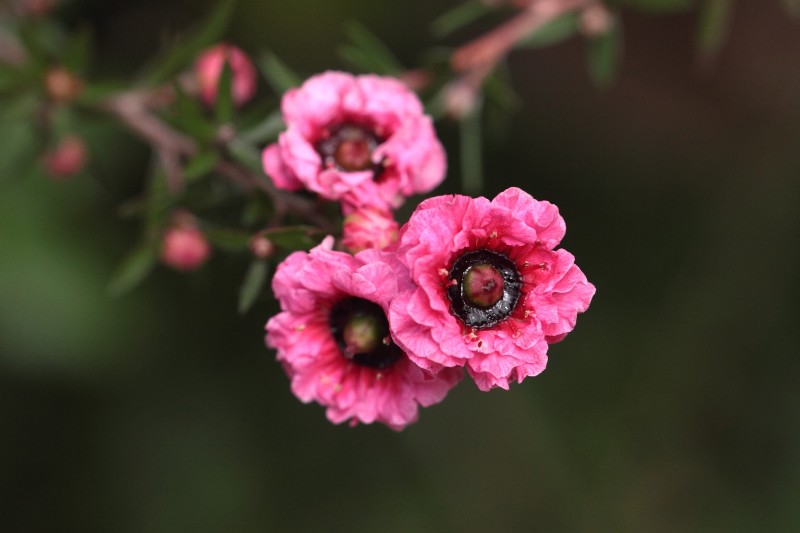 ss-12.08IMG_7203-ギョリュウバイ.jpg