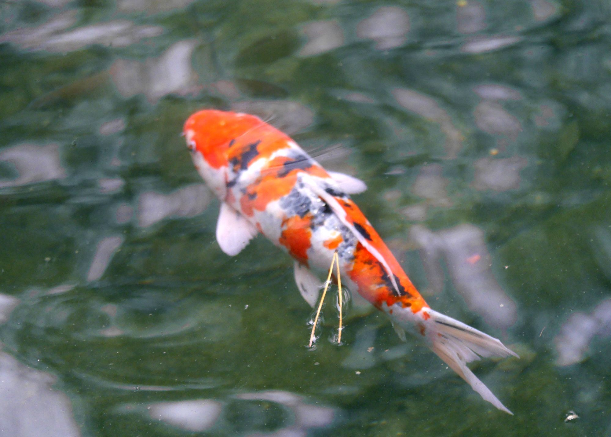 境内の池の鯉 春の小川の花鳥日記 楽天ブログ