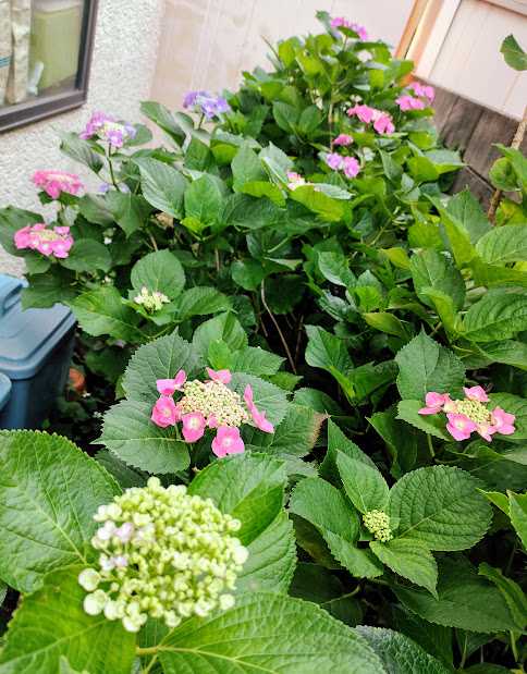 去年の紫陽花 ガクアジサイ 城ケ崎 隅田の花火 笑えるサバイバルガーデンにようこそ 楽天ブログ