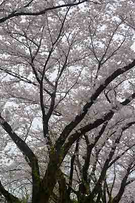 sakura2.jpg