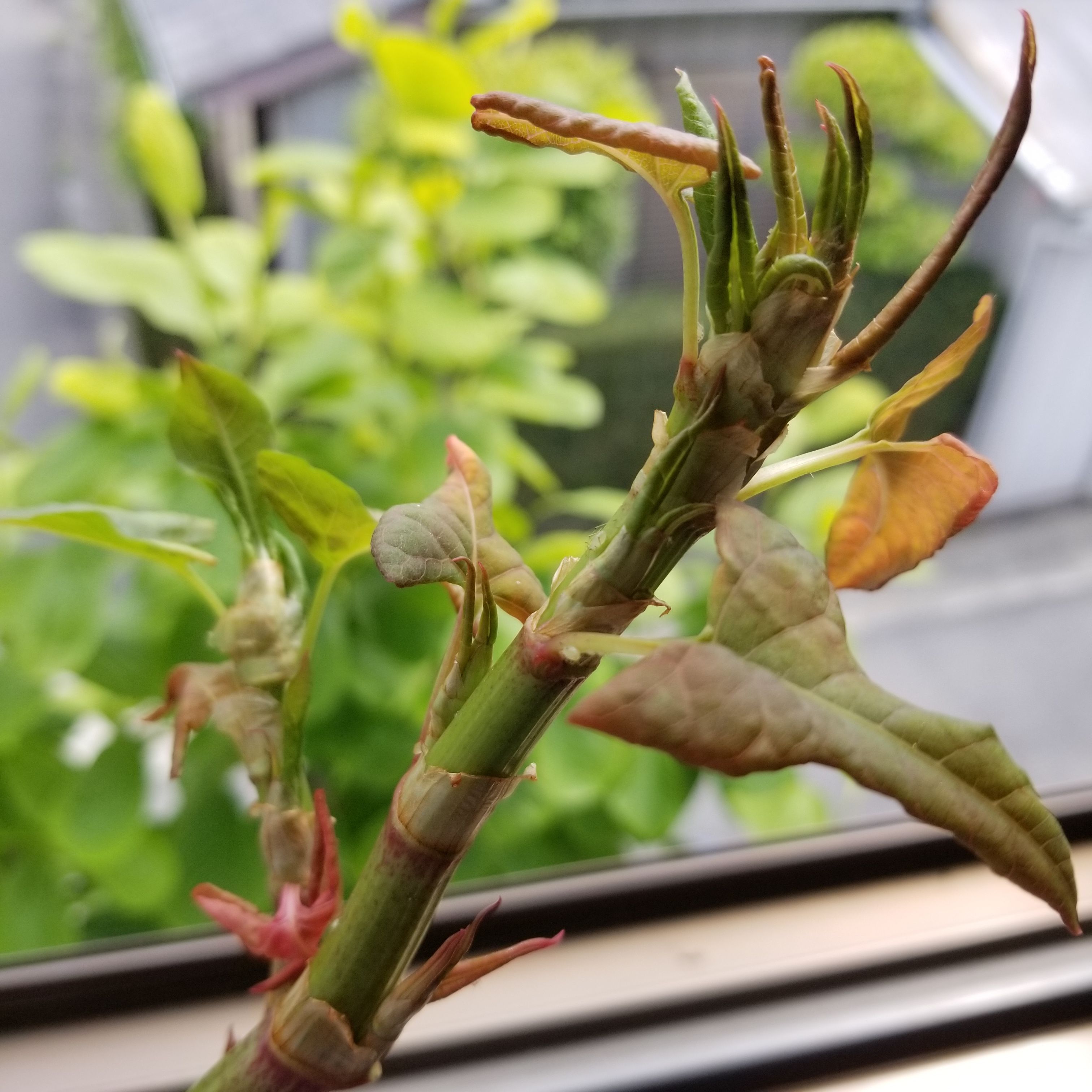 蕨 筍 蕗 虎杖 万年 山猫だより 楽天ブログ