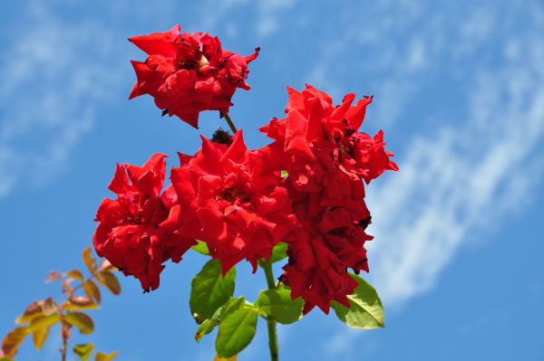 おとぎの森　秋薔薇