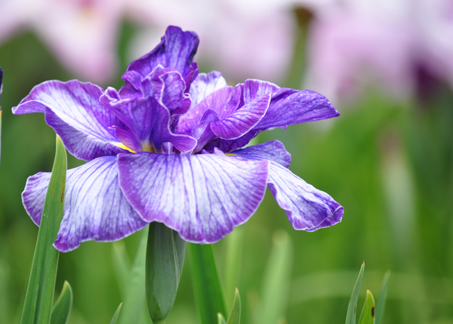 菖蒲１
