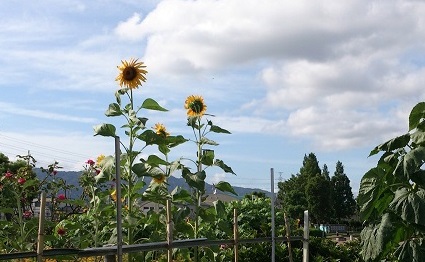 ひまわり.jpg