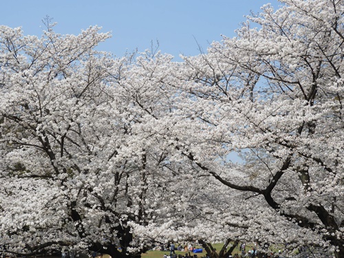 光が丘公園の桜