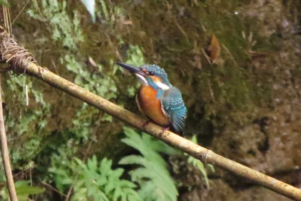515