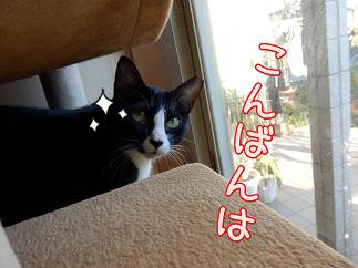 八lpmmばんは.JPG