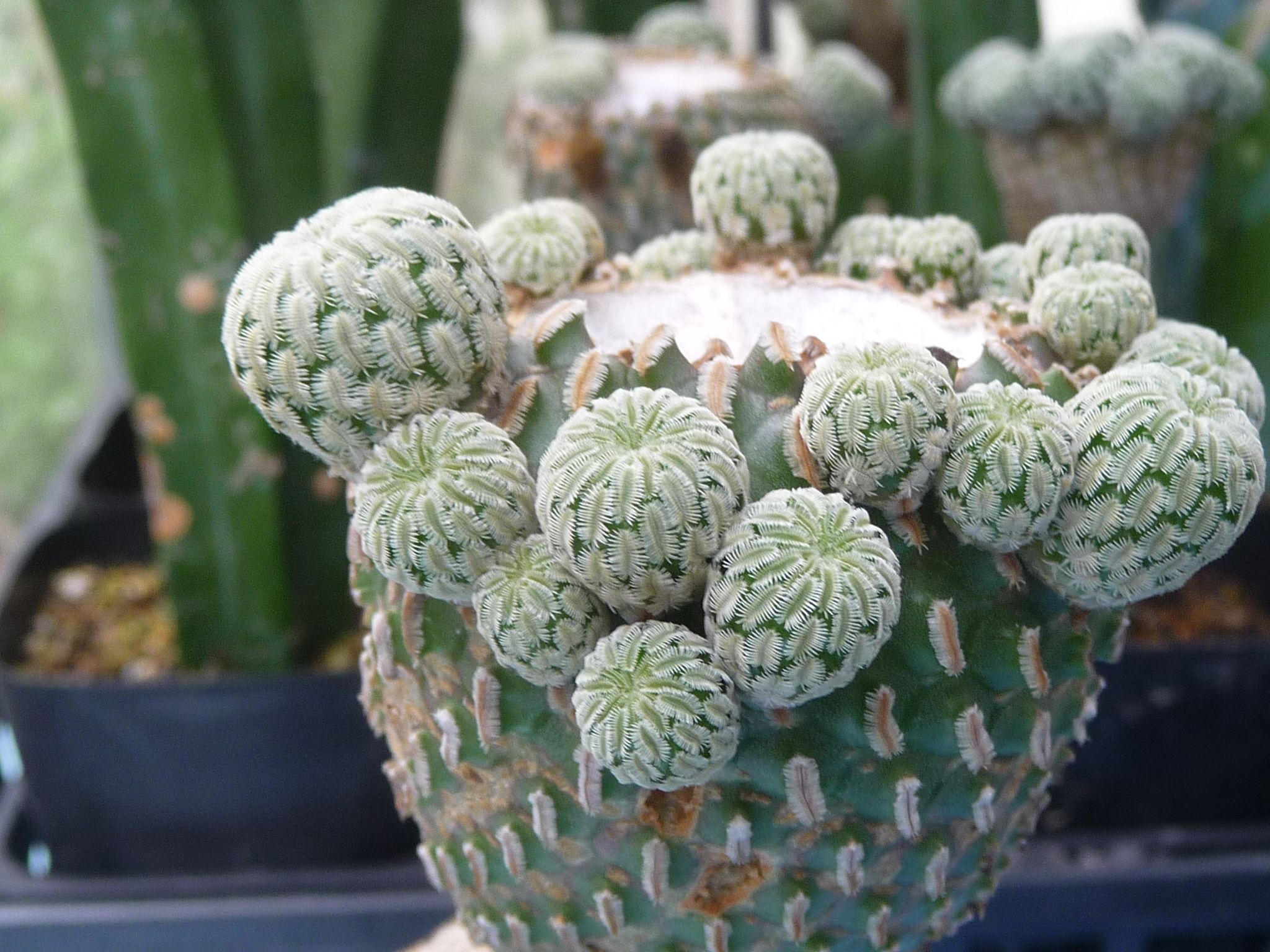 接木苗の胴切りその後 2 | びびるタニサボ達 - 楽天ブログ