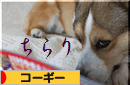 ブログ村　ちらり.gif